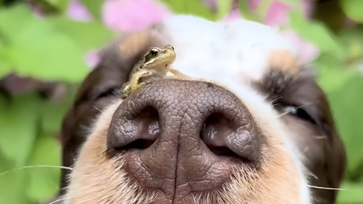 Illustration : "En atterrissant sur le nez d’une chienne Springer Spaniel, une petite grenouille se fait instantanément une nouvelle amie (vidéo)"