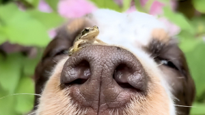 Illustration : "En atterrissant sur le nez d’une chienne Springer Spaniel, une petite grenouille se fait instantanément une nouvelle amie (vidéo)"