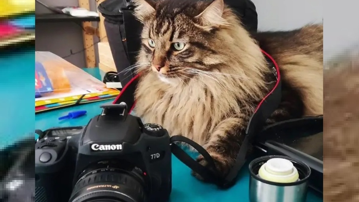 Illustration : "10 photos désopilantes d'animaux qui ont manifestement menti sur leur CV pour décrocher l'emploi de leurs rêves"