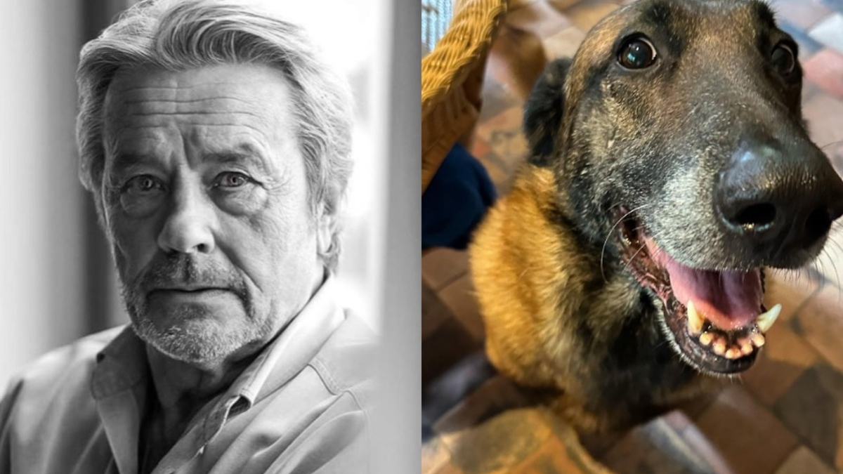 Illustration : "Le sort de Loubo le chien d'Alain Delon au cœur des interrogations après la disparition du monstre sacré du cinéma français"