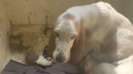 Illustration : Soulagée d’avoir mis ses petits en sécurité, une chienne errante se transforme complètement et profite enfin de la vie qu’elle mérite (vidéo)