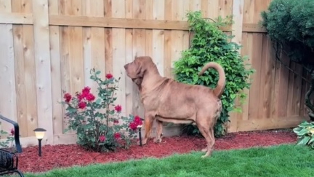 Illustration : "Ce Chien de Saint Hubert retrouve son âme de chiot en réalisant que son voisin et meilleur ami est rentré de vacances (vidéo)"