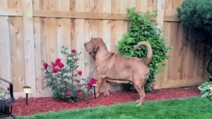 Illustration : Ce Chien de Saint Hubert retrouve son âme de chiot en réalisant que son voisin et meilleur ami est rentré de vacances (vidéo)