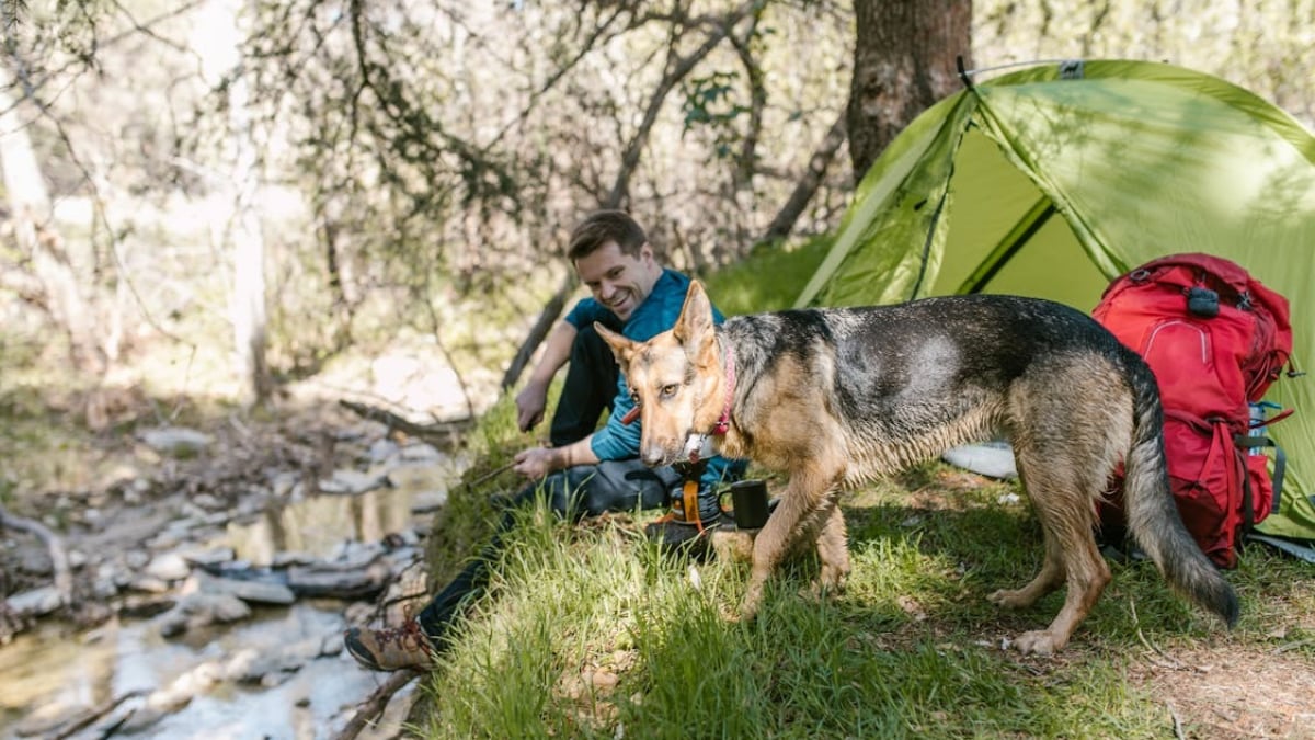 Illustration : "7 choses à savoir avant de partir camper avec votre chien"