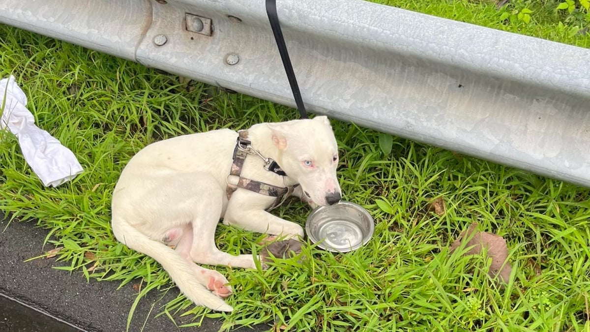 Illustration : "Un propriétaire activement recherché pour avoir abandonné son chien au bord d’une route fréquentée"