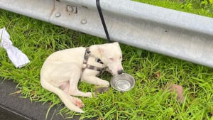 Illustration : "Un propriétaire activement recherché pour avoir abandonné son chien au bord d’une route fréquentée"