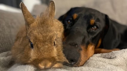 Illustration : La tendre amitié entre ce Dobermann et un lapin de sauvetage brise tous les préjugés (vidéo)