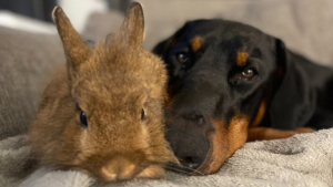 Illustration : "La tendre amitié entre ce Dobermann et un lapin de sauvetage brise tous les préjugés (vidéo)"