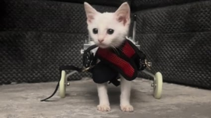 Illustration : Les premiers pas d'un chaton paralysé venant de recevoir son chariot offrent un grand moment d'émotion (vidéo)