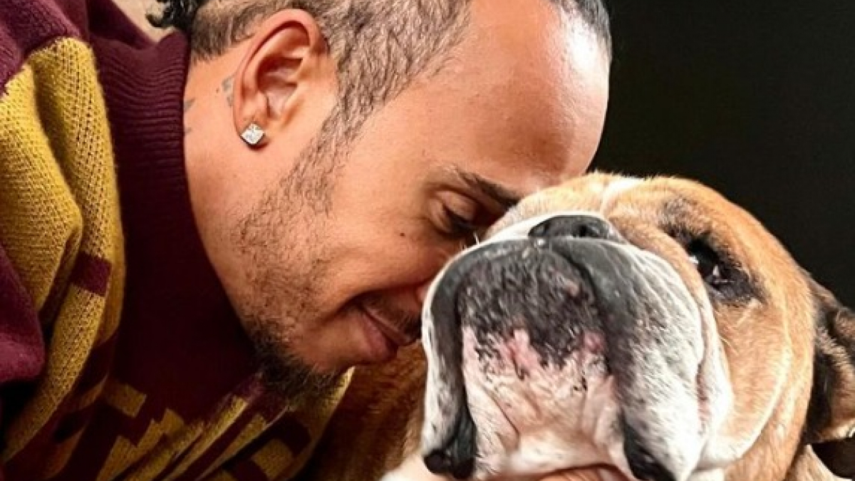 Illustration : "Lewis Hamilton, célèbre pour son talent, mais aussi pour son amour des chiens"