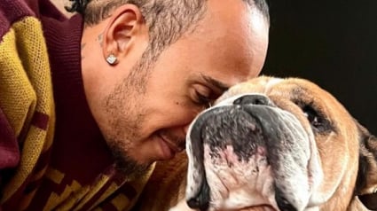 Illustration : Lewis Hamilton, célèbre pour son talent, mais aussi pour son amour des chiens