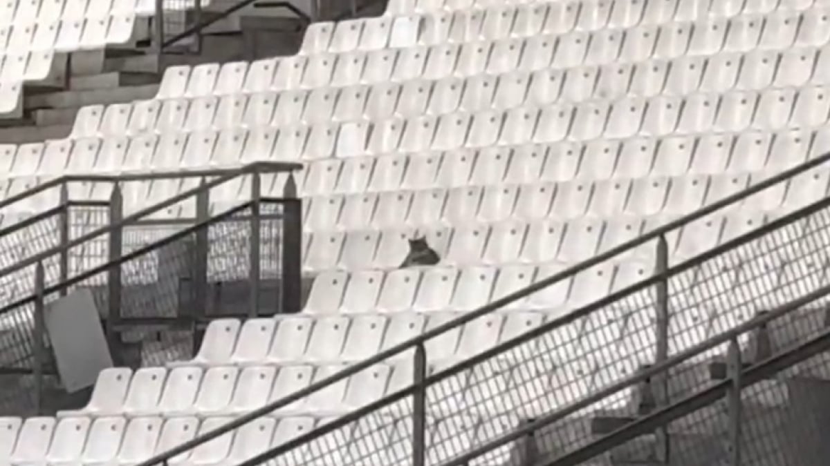 Illustration : "Profitant de l’absence des supporters, un chat s'installe dans les tribunes du vélodrome pendant un match de ligue 2"