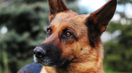 Illustration : Le numéro d'identification d'une chienne décédée permet à son maître endeuillé de remporter une belle somme au loto