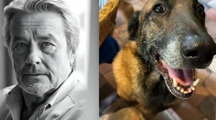 Illustration : Loubo le chien d'Alain Delon "a sa maison et sa famille" et ne sera donc pas euthanasié, assure l'entourage de l'acteur décédé