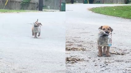 Illustration : Ce chiot orphelin transporte un journal trouvé dans la rue pour se réconforter (vidéo)