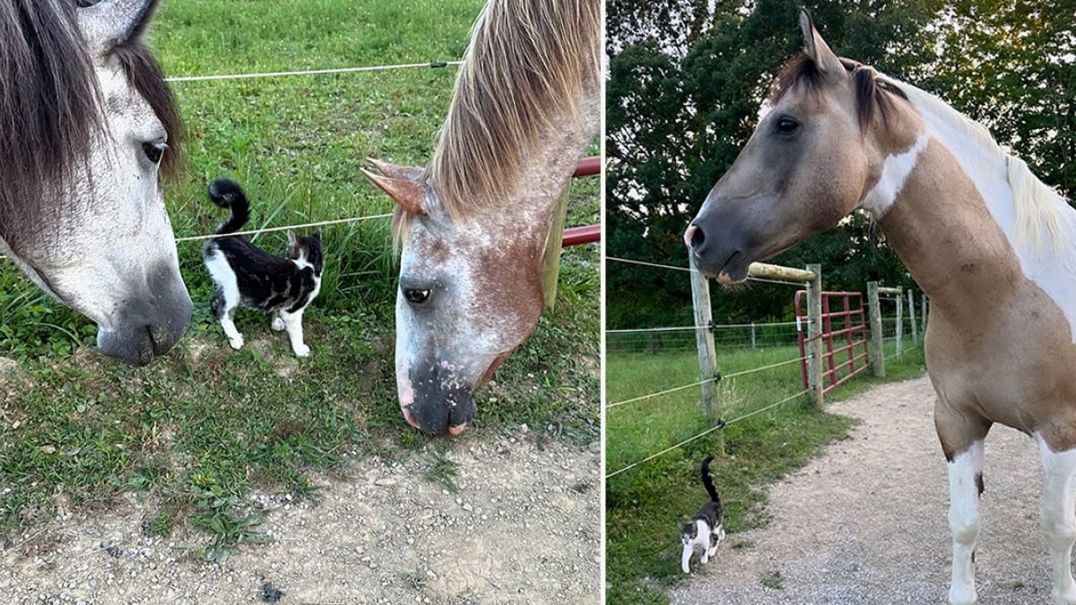 Illustration : "Un chaton affamé reçoit l’aide inattendue de chevaux Mustangs qui n’avaient jamais vu de petit félin domestique auparavant (vidéo)"