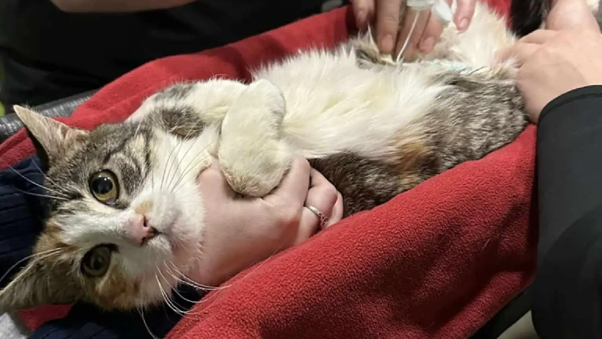 Illustration : "Une chatte errante soupçonnée d'être à nouveau enceinte subit une échographie qui révèle tout autre chose"