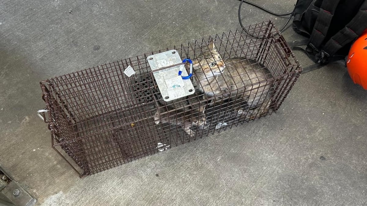 Illustration : "Cachés dans les murs d'une station de métro, une chatte et ses chatons obtiennent une chance de vivre dans un foyer aimant"