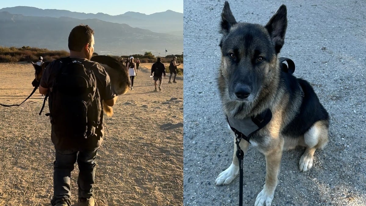 Illustration : "Des randonneurs sauvent un chien abandonné en montagne, le soignent et en font leur mascotte"