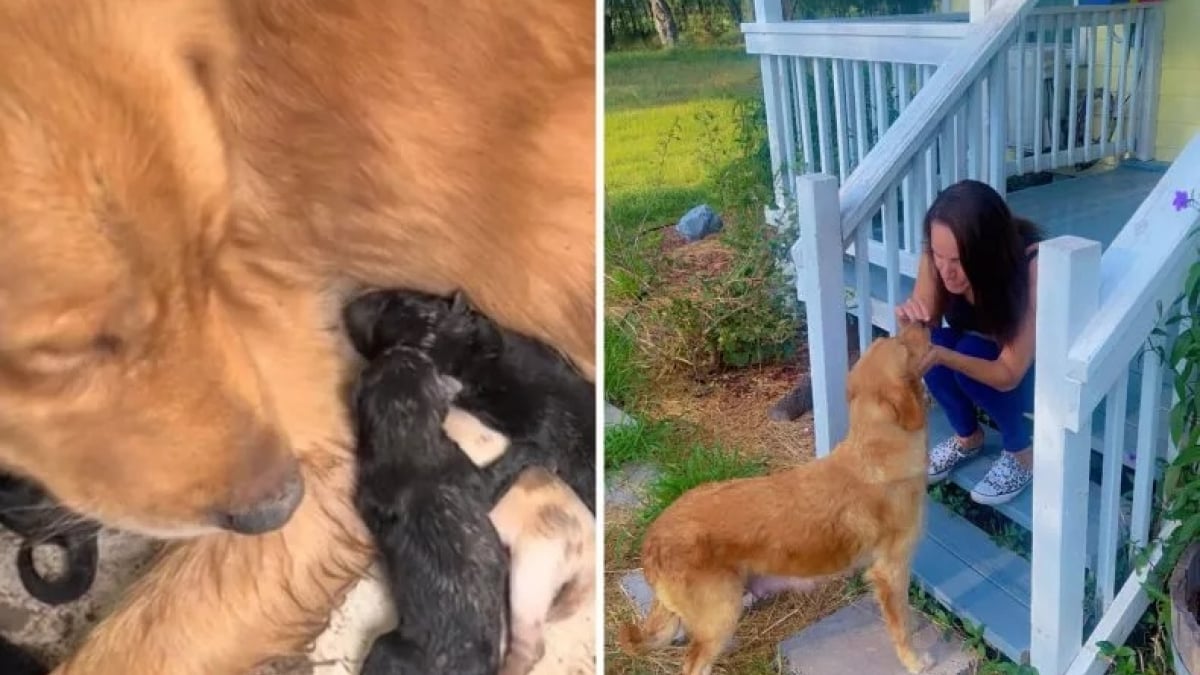 Illustration : "Une femme découvre des chiots Golden Retriever et leur mère abandonnés sous sa maison et fait de son mieux pour les sauver (vidéo)"