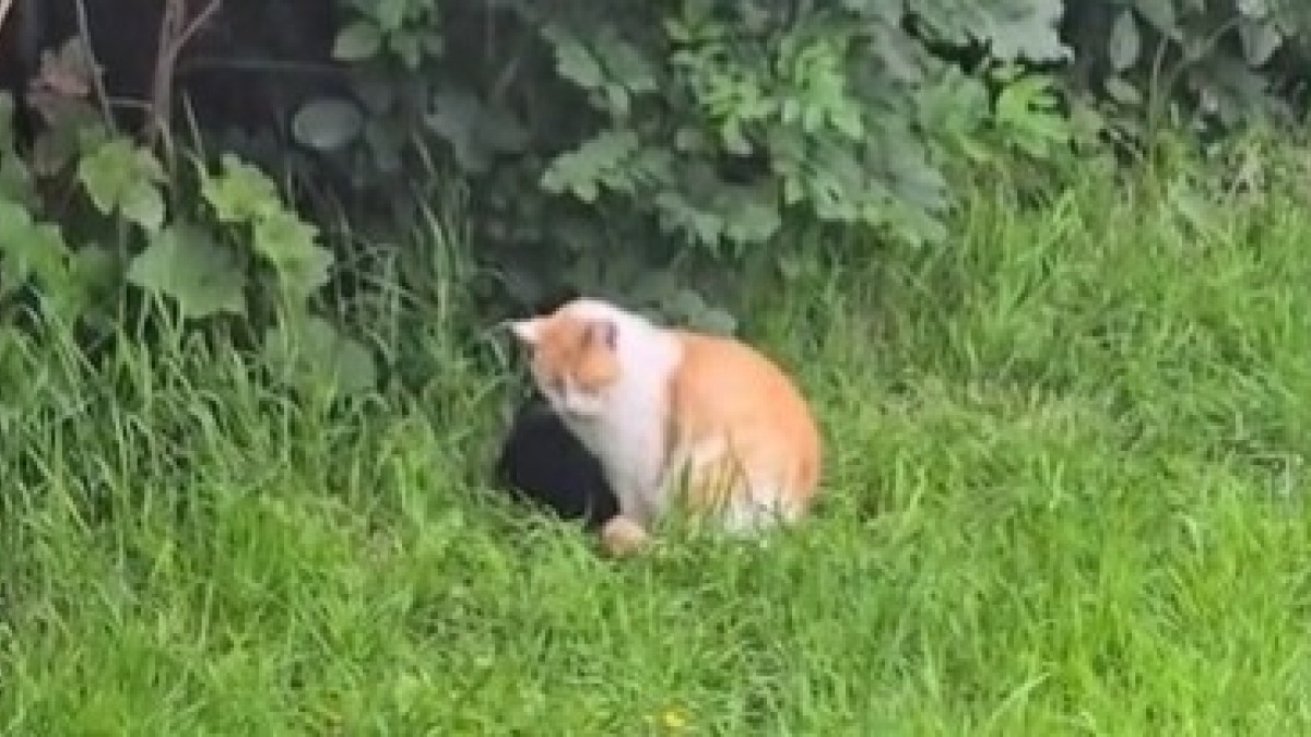 Illustration : "Ce chat déteste la pluie, mais affronte les éléments pour rester aux côtés de son meilleur ami (vidéo)"