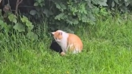 Illustration : Ce chat déteste la pluie, mais affronte les éléments pour rester aux côtés de son meilleur ami (vidéo)