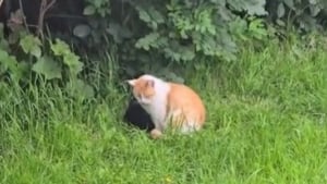 Illustration : "Ce chat déteste la pluie, mais affronte les éléments pour rester aux côtés de son meilleur ami (vidéo)"