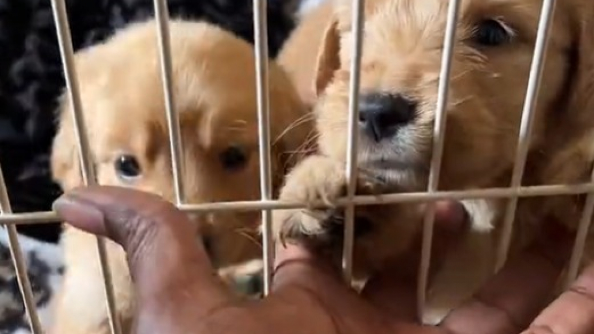 Illustration : "Témoin de l’abandon de 7 chiots, une femme au grand cœur agit pour mettre les petits en sécurité"