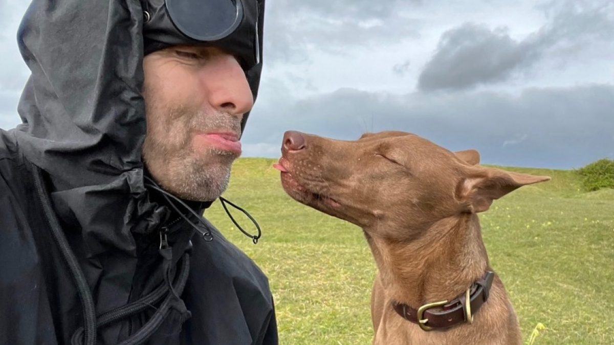 Illustration : "Le célèbre chanteur Liam Gallagher sauve un chien errant à l'autre bout du monde et finance un hôpital pour les toutous dans le besoin (vidéo)"