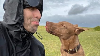 Illustration : Le célèbre chanteur Liam Gallagher sauve un chien errant à l'autre bout du monde et finance un hôpital pour les toutous dans le besoin (vidéo)