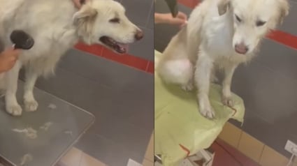 Illustration : Un chien abandonné par son éleveur a droit à un relooking avant de rejoindre son fils en famille d'accueil (vidéo)