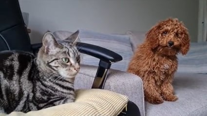 Illustration : Mécontent depuis l’arrivée d’un nouveau chiot, un chat n’hésite pourtant pas à le défendre quand un intrus pénètre dans la maison (vidéo)