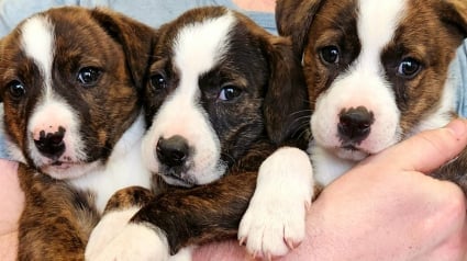 Illustration : 4 chiots livrés à eux-mêmes dans une boîte posée près d’une rivière suscitent l’empathie d’une bienfaitrice