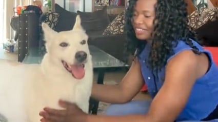 Illustration : Délaissé par ses maîtres, un magnifique Berger Blanc Suisse choisit une nouvelle maman bienveillante en l’attendant devant sa porte (vidéo)