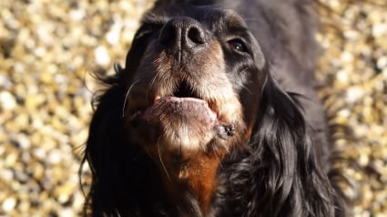 Illustration : Un chien agit en héros et frôle le pire en sauvant son maître de l'incendie s'étant déclaré chez eux