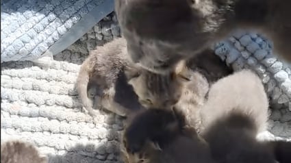 Illustration : Pour mettre ses nouveau-nés à l’abri de la pluie, une chatte errante les installe sous le porche d’une bienfaitrice en qui elle a toute confiance (vidéo)