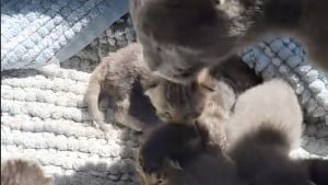 Illustration : Pour mettre ses nouveau-nés à l’abri de la pluie, une chatte errante les installe sous le porche d’une bienfaitrice en qui elle a toute confiance (vidéo)