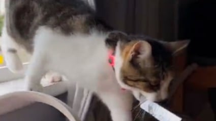 Illustration : Ce chat voleur depuis qu’il est petit surprend sa maîtresse en ramenant un paquet de cigarettes comme butin (vidéo)