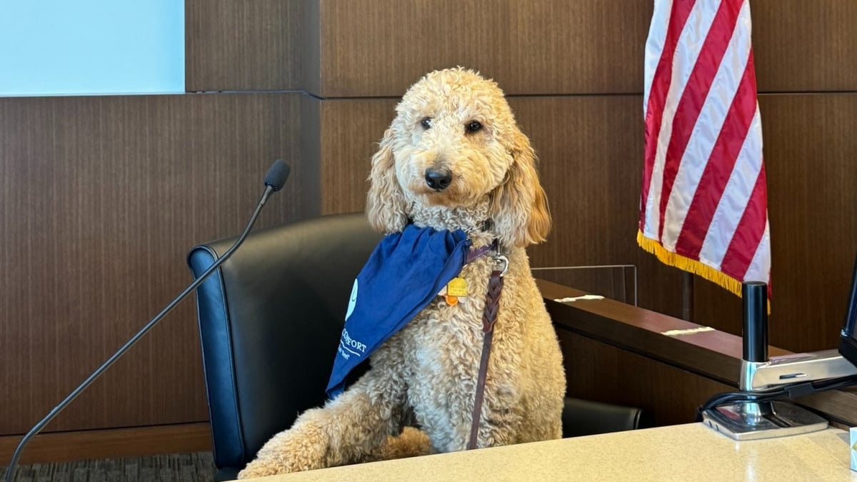 Illustration : "En tant que chien de réconfort, ce gentil Caniche aide à soulager le stress des visiteurs du palais de justice de sa ville (vidéo)"