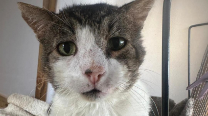 Illustration : Après s’être battu pour sa survie dans la rue pendant 10 ans, Rocky attend que quelqu’un lui offre du répit 