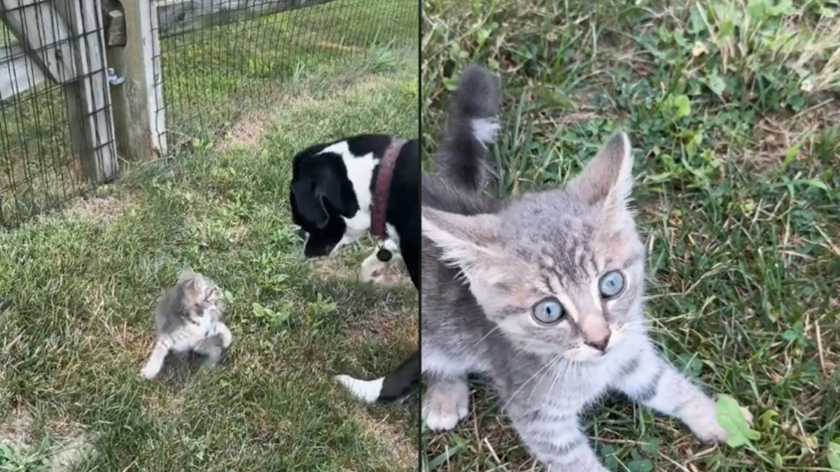 Illustration : "Accueilli par 2 chiens dans une ferme, ce chaton errant obtient la vie heureuse qu'il cherchait (vidéo)"