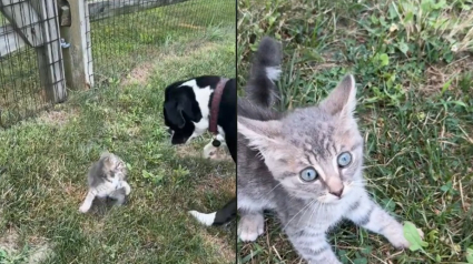 Illustration : Accueilli par 2 chiens dans une ferme, ce chaton errant obtient la vie heureuse qu'il cherchait (vidéo)