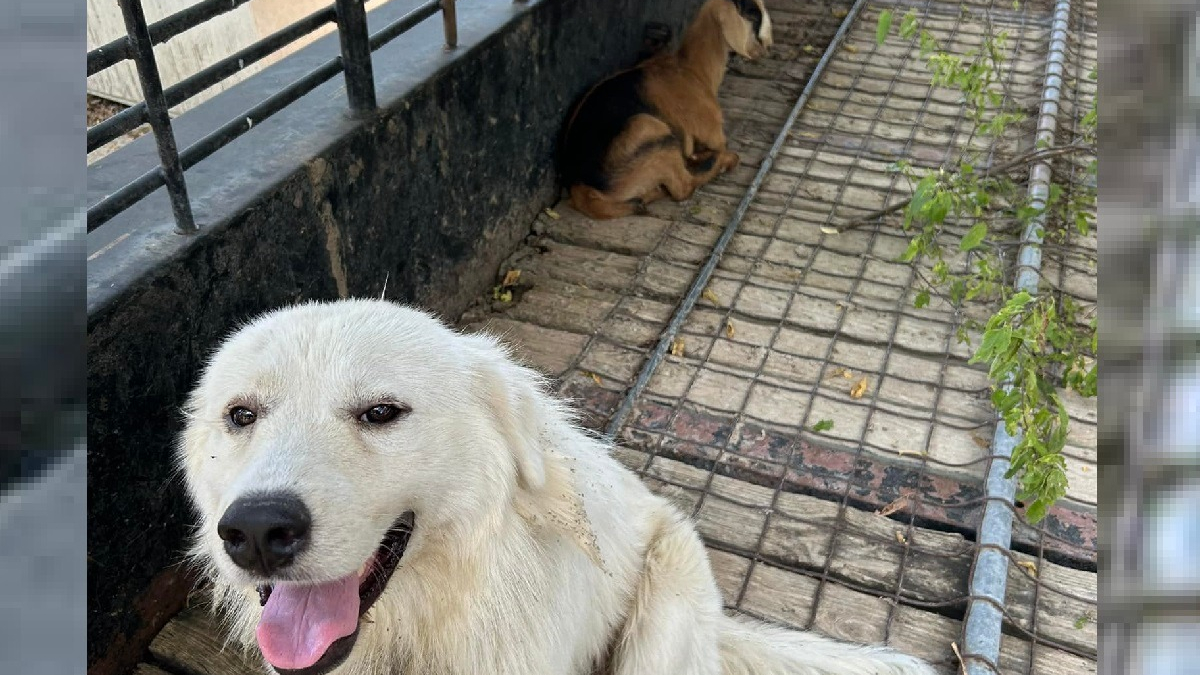 Illustration : "Un policier alerté au sujet d'un chien et d'une chèvre marchant seuls sur la route découvre leur histoire d'amitié insolite"