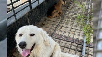 Illustration : Un policier alerté au sujet d'un chien et d'une chèvre marchant seuls sur la route découvre leur histoire d'amitié insolite