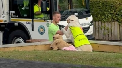 Illustration : L'arrivée hebdomadaire des éboueurs est un jour de fête pour Maddie la Golden Retriever devenue star sur Instagram (vidéo)