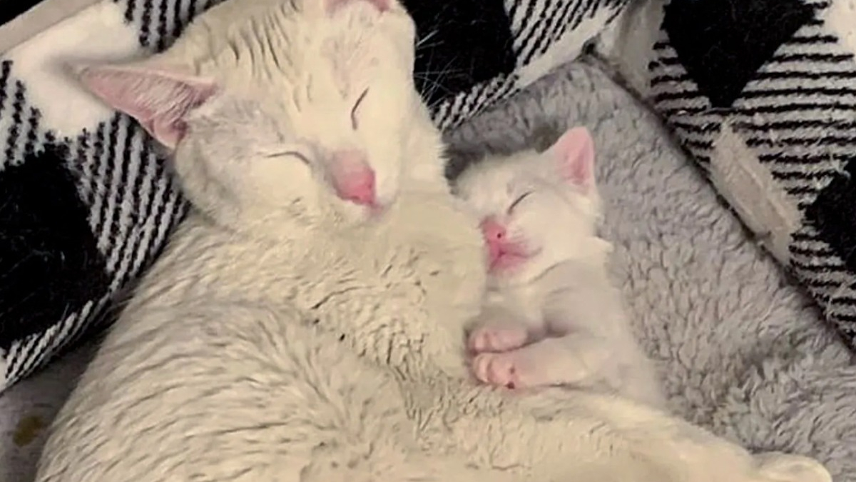 Illustration : "Sourde et atteinte d'un problème de santé, une chatte abandonnée au refuge avec son chaton obtient la belle vie qu'elle mérite"