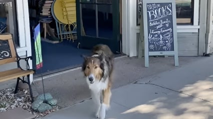 Illustration : Ce Colley offre la plus mignonne des visites guidées de la librairie de ses maîtresses (vidéo)