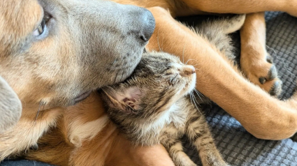 Illustration : Un chaton avec un oeil en moins devient le meilleur ami d'un chiot et l'aide à vaincre sa timidité