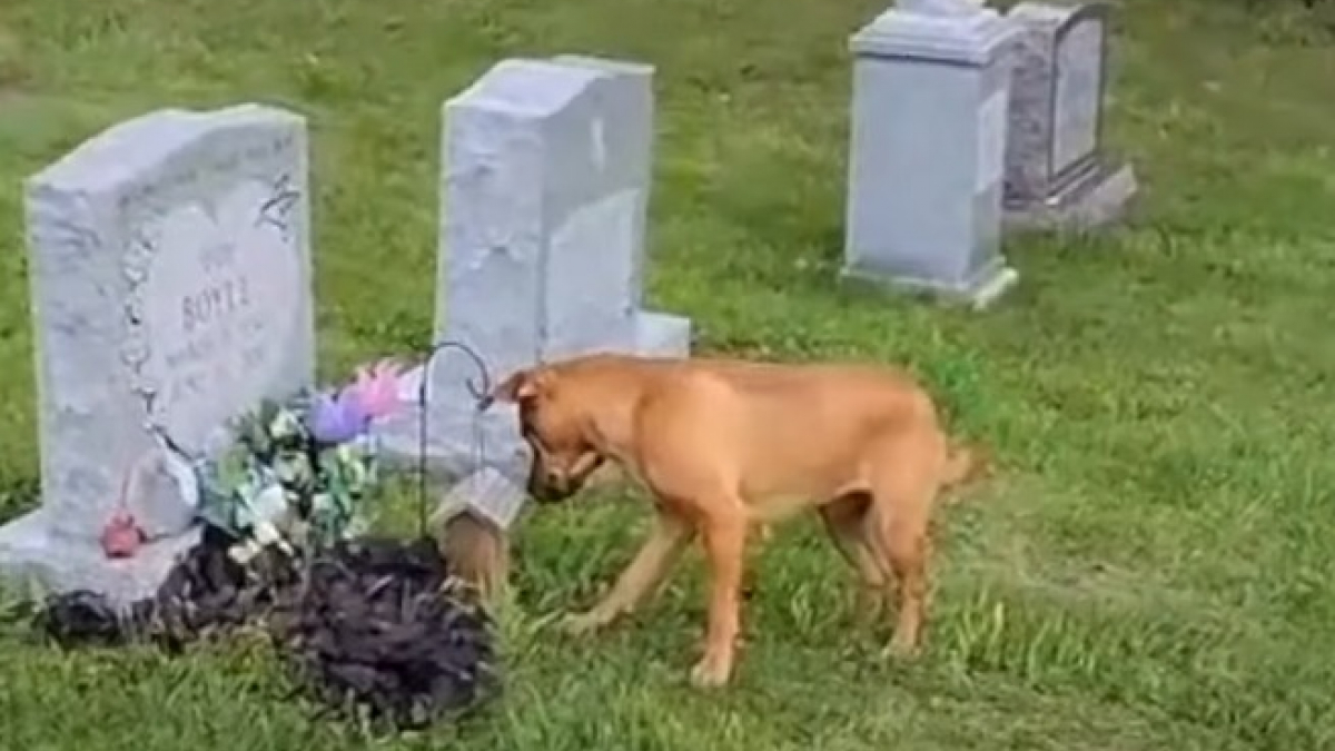 Illustration : "Cette chienne n’a jamais connu la mère de son maître, mais retrouve sa tombe au cimetière (vidéo) "