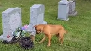 Illustration : "Cette chienne n’a jamais connu la mère de son maître, mais retrouve sa tombe au cimetière (vidéo) "